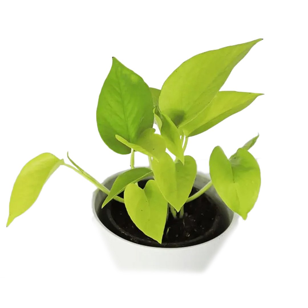 Neon Pothos